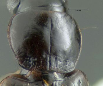 Media type: image;   Entomology 614557 Aspect: pronotum dorsal